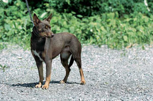 オーストラリアン・ケルピー