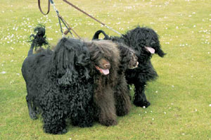 ポルトガル・ウォーター・ドッグ（ポーチュギーズ・ウォーター・ドッグ）