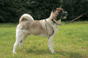 グレート・ジャパニーズ・ドッグ