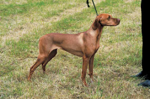 ハンガリアン・ショートヘアード・ビズラ