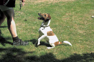 スムース・フォックス・テリア