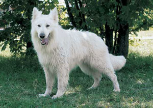 ホワイト・スイス・シェパード・ドッグ