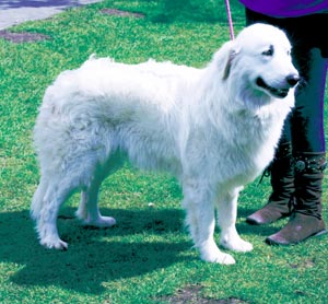 マレンマ・シープドッグ