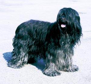 スハペンドゥス