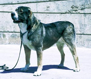 セントラル・エイジアン・シープドッグ