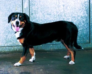 エントレブッフ・キャトル・ドッグ