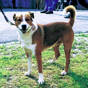 オーストリアン・ピンシャー