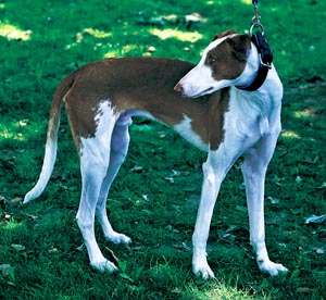 イビザン・ハウンド