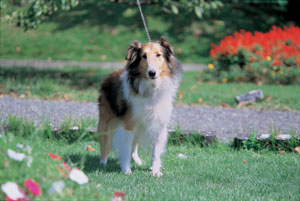 シェットランド・シープドッグ