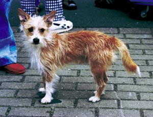 ポーチュギーズ・ハウンド