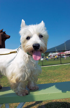 ウエスト・ハイランド・ホワイト・テリア