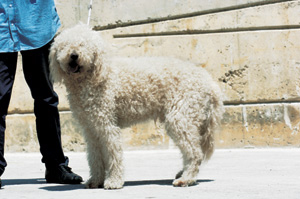 フレンチ・ウォーター・ドッグ