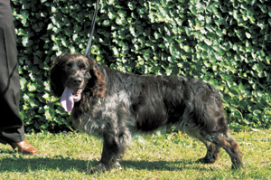 ジャーマン・スパニエル