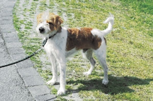 クロムフォルレンダー