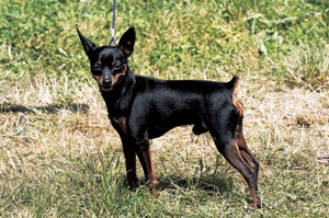 プリサリー・クリサヴィク