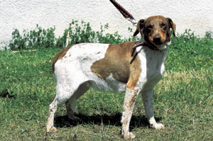 ボヘミアン・スポテッド・ドッグ