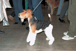 ワイアー・フォックス・テリア