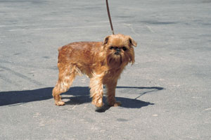 ブリュッセル・グリフォン