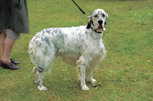 イングリッシュ・セター