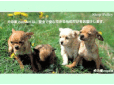 犬の家コパン