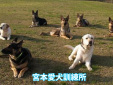 宮本愛犬訓練所