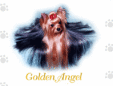 ゴールデンエンゼル