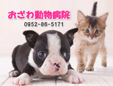 おざわ動物病院